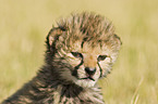 young cheetah