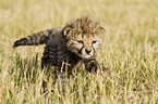 young cheetah