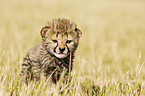 young cheetah