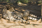 cheetahs