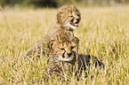 young cheetahs