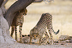 cheetahs