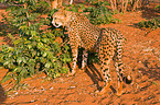 cheetah