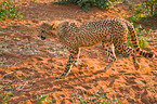walking cheetah