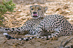 cheetah