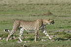 cheetah