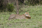 cheetah with prey