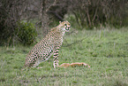 cheetah with prey