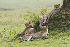 cheetahs