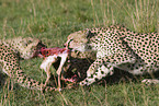 eating cheetahs