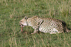 eating cheetah