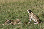 eating cheetahs