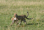 cheetahs with prey