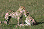 cheetahs