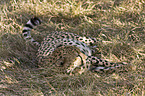 lying cheetah
