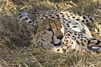 lying cheetah