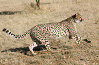 running cheetah