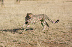 running cheetah