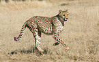 running cheetah