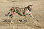 running cheetah
