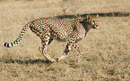 running cheetah