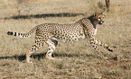 running cheetah