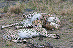 cheetahs