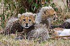 young cheetahs