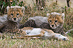 young cheetahs