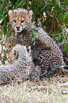 young cheetahs