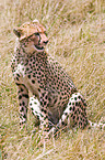 cheetah