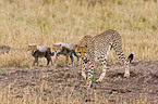 cheetahs