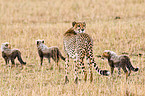 cheetahs