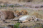 cheetahs