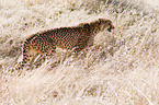 cheetah