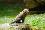 young cheetah