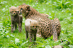 cheetahs