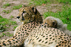 cheetahs