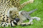 young cheetah