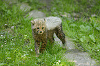 young cheetah