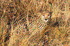 cheetah