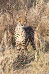 cheetah