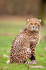 cheetah