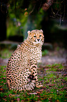 cheetah