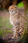 cheetah