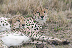 cheetahs