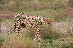 cheetah