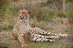 cheetah