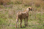 cheetah