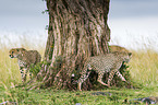 Cheetahs under a tree